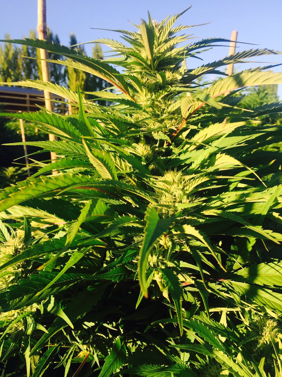 Cin-x looking excellent puttin on some weight🏋🏻