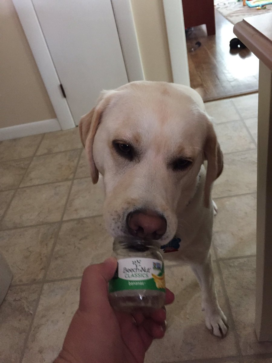jamesoleary87's tweet photo. Ellie volunteers to clean out baby food jars before I put them in the recycling bin. She's so thoughtful! #butterpup https://t.co/cyV3UUyCcz