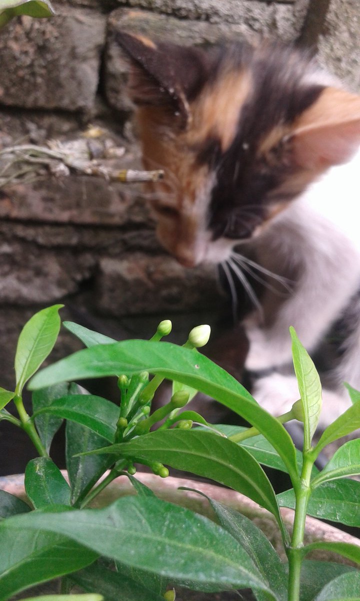 afimanish's tweet photo. Cat 🐾🐹 https://t.co/WWxPZh6ART