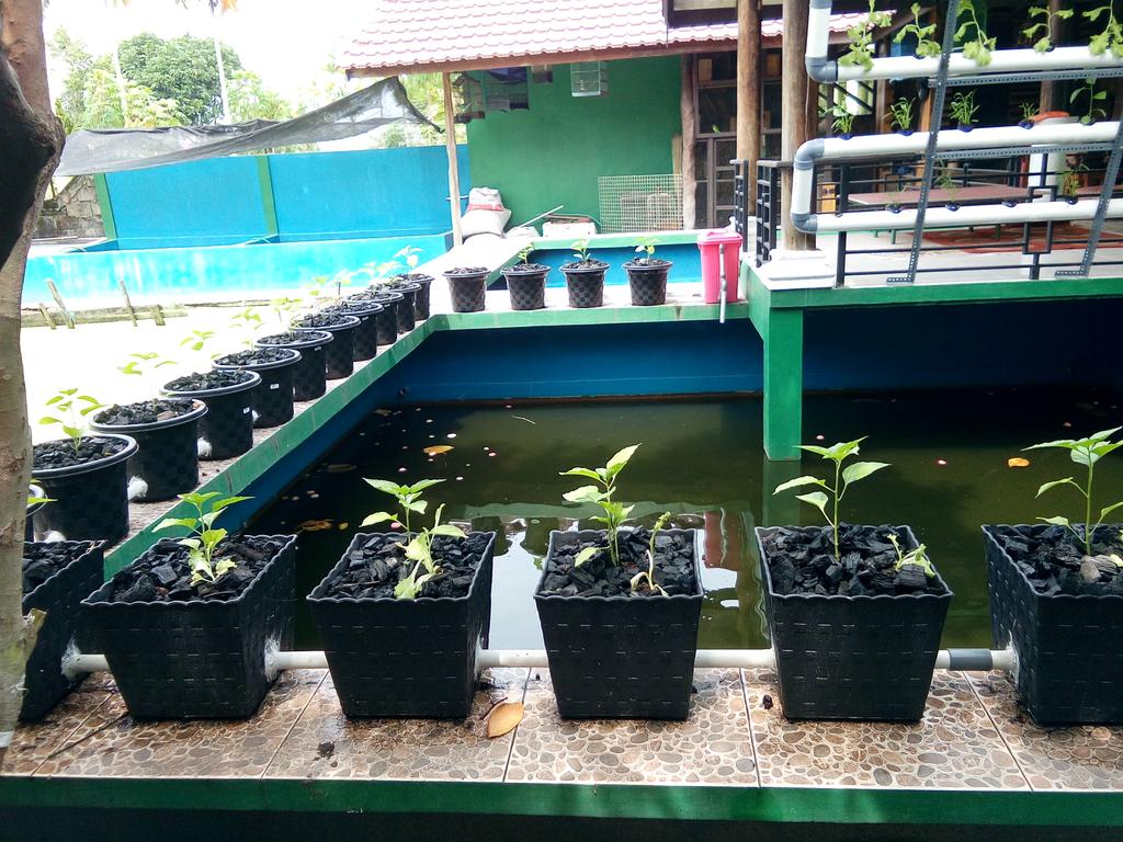 mariaitut33's tweet photo. @pusluhdayakp @bpsdmpkp @kkpgoid luhkan...belajar yumina bumina di P2MKP Airwana Raya..., di Palangka.Raya... https://t.co/LGB7HH9L5n