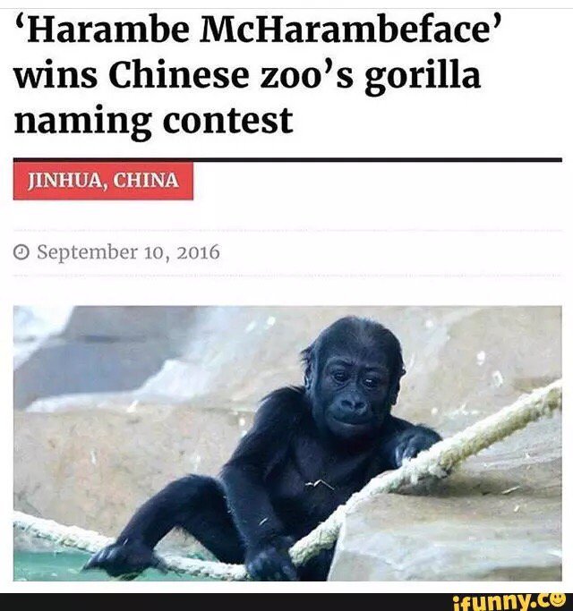 SuicideDuckz's tweet photo. #harambe #mcharambeface #new #iFunny https://t.co/kIfB6ZRwX6 https://t.co/WFBrloqDE1