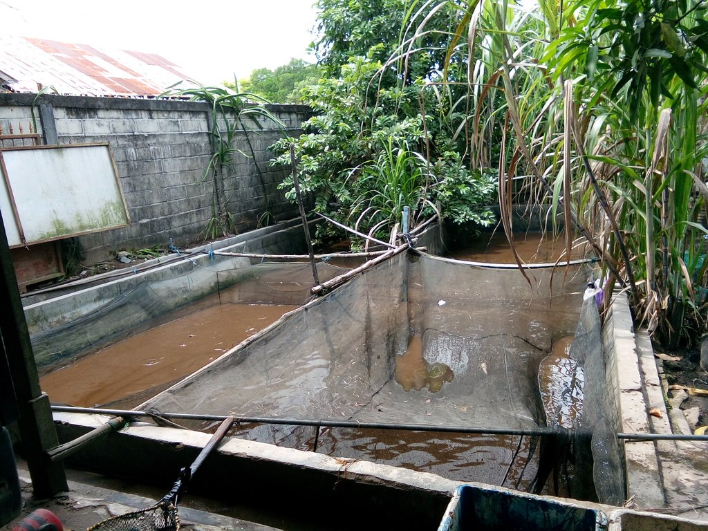 mariaitut33's tweet photo. @pusluhdayakp @bpsdmpkp @kkpgoid panen ikan lele pokdakan..Haru Harati...budidaya ikan lele di kolam...dengan jaring https://t.co/8GhPlviVHL
