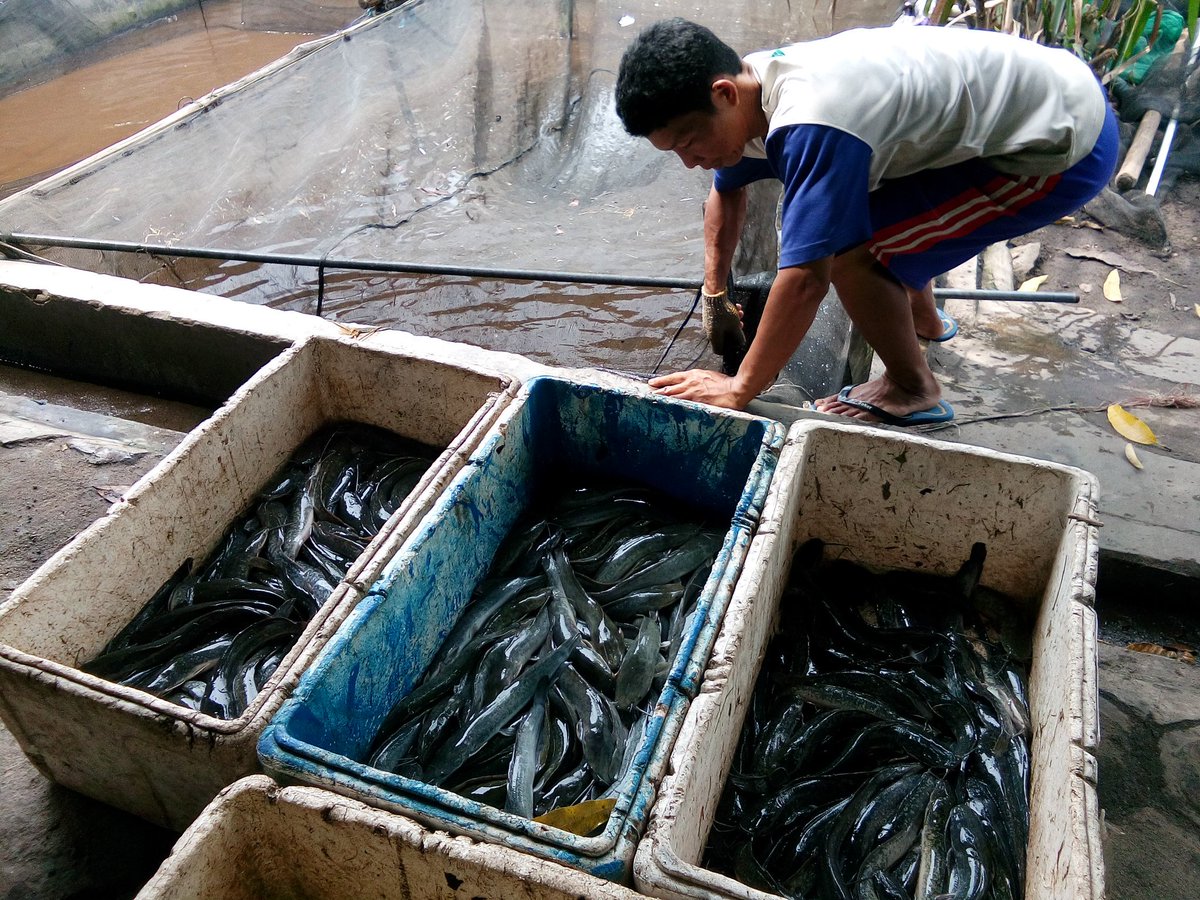 mariaitut33's tweet photo. @pusluhdayakp @bpsdmpkp @kkpgoid panen ikan lele pokdakan..Haru Harati...budidaya ikan lele di kolam...dengan jaring https://t.co/8GhPlviVHL