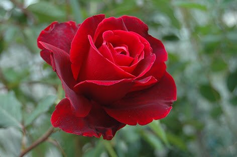 ジゼル 黒薔薇の花言葉は あなたはあくまで私のもの とかいう結構物騒なヤツなんだけど 赤が混ざると 決して滅びることのない愛 になるってどうよ ジュアン T Co 8e4fwbhxux Twitter