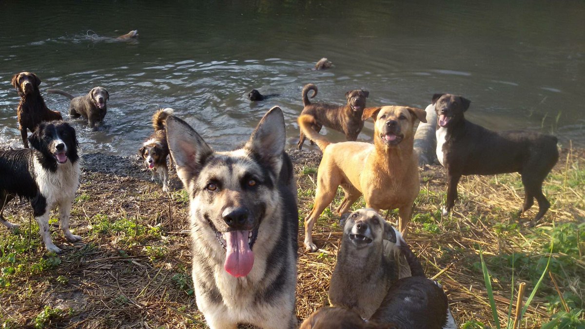 dierenthuis's tweet photo. Boyke doet verslag. "Het was ook vandaag weer warm en er werd volop gezwommen hier.  Kijk maar eens even! " https://t.co/A1XtLrPpX2