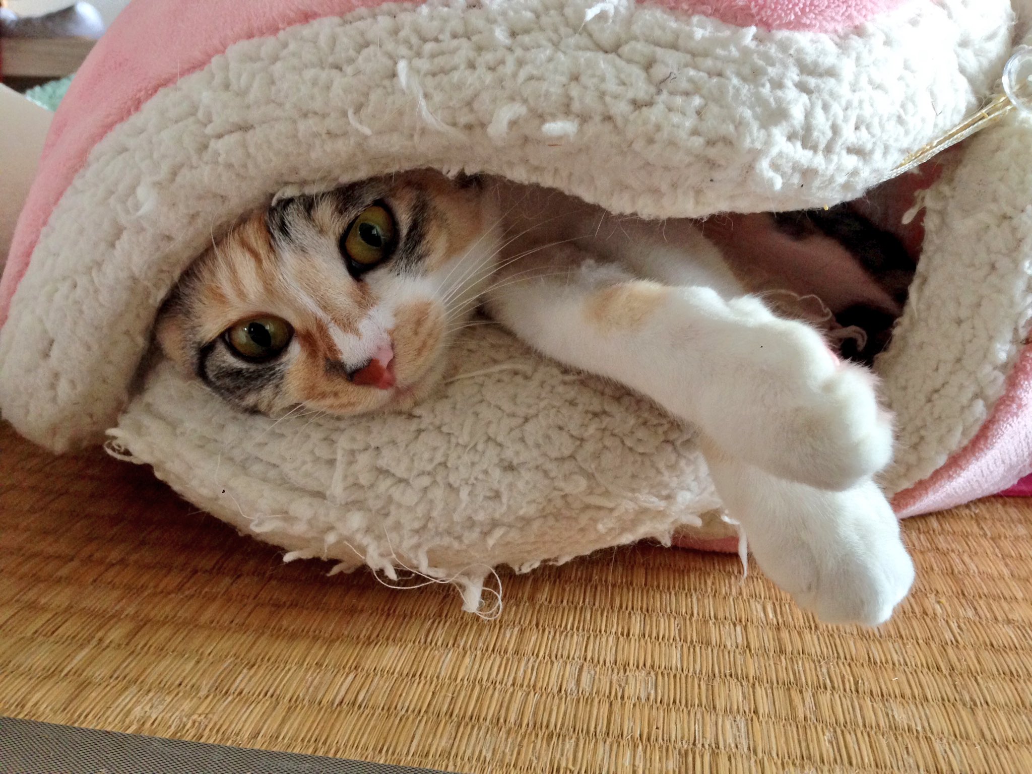 モモとウメ ヤドカリかな 妻 猫 ウメ マカロンベッド T Co 5093cdbuat Twitter
