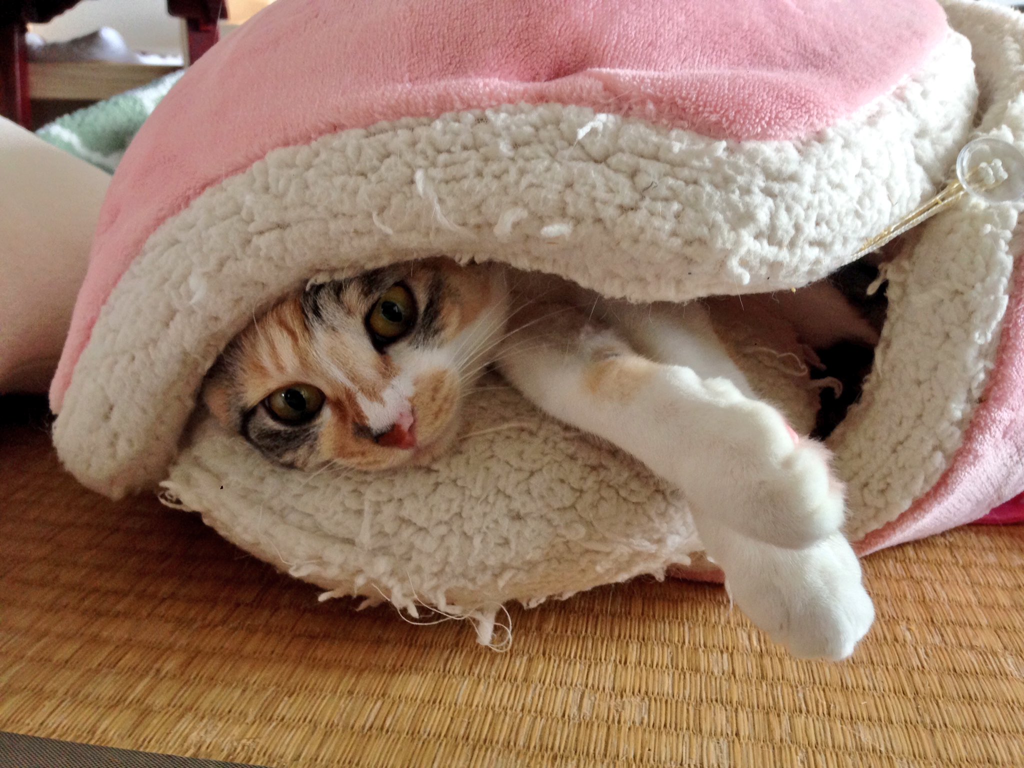 モモとウメとハギ ヤドカリかな 妻 猫 ウメ マカロンベッド T Co 5093cdbuat Twitter