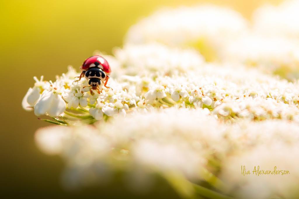 iliAlexanderson's tweet image. Sunbathing #startingtoclick #stcbright #photooftheday #beautiful #cute #followme