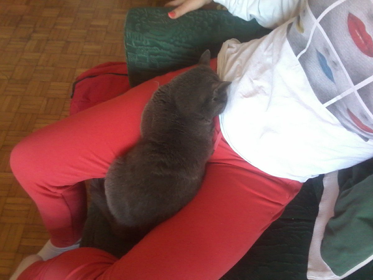SimicJeca's tweet photo. #kitty #meda #medica #spavanjac #uzivancija #ljubav 🐱💜😻 https://t.co/d0hViRx27g