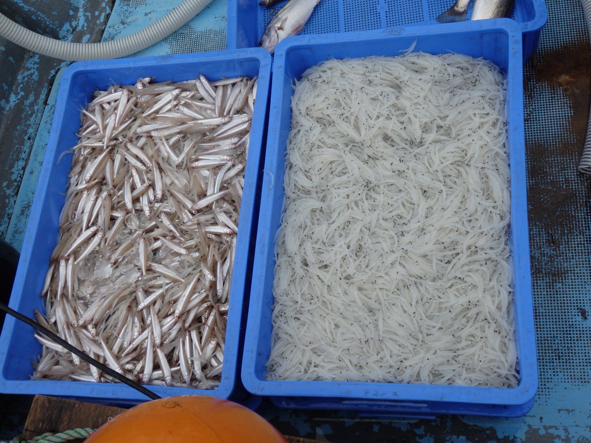 霞ケ浦北浦水産事務所 Auf Twitter 霞ヶ浦の漁獲物の状況 ワカサギ シラウオ漁 が解禁されて２ヶ月が経過しました 今年は 例年よりも良いサイズに成長していて ワカサギは全長10 シラウオは全長９ で 太っているのが特徴です ２０ ５０ サイズの