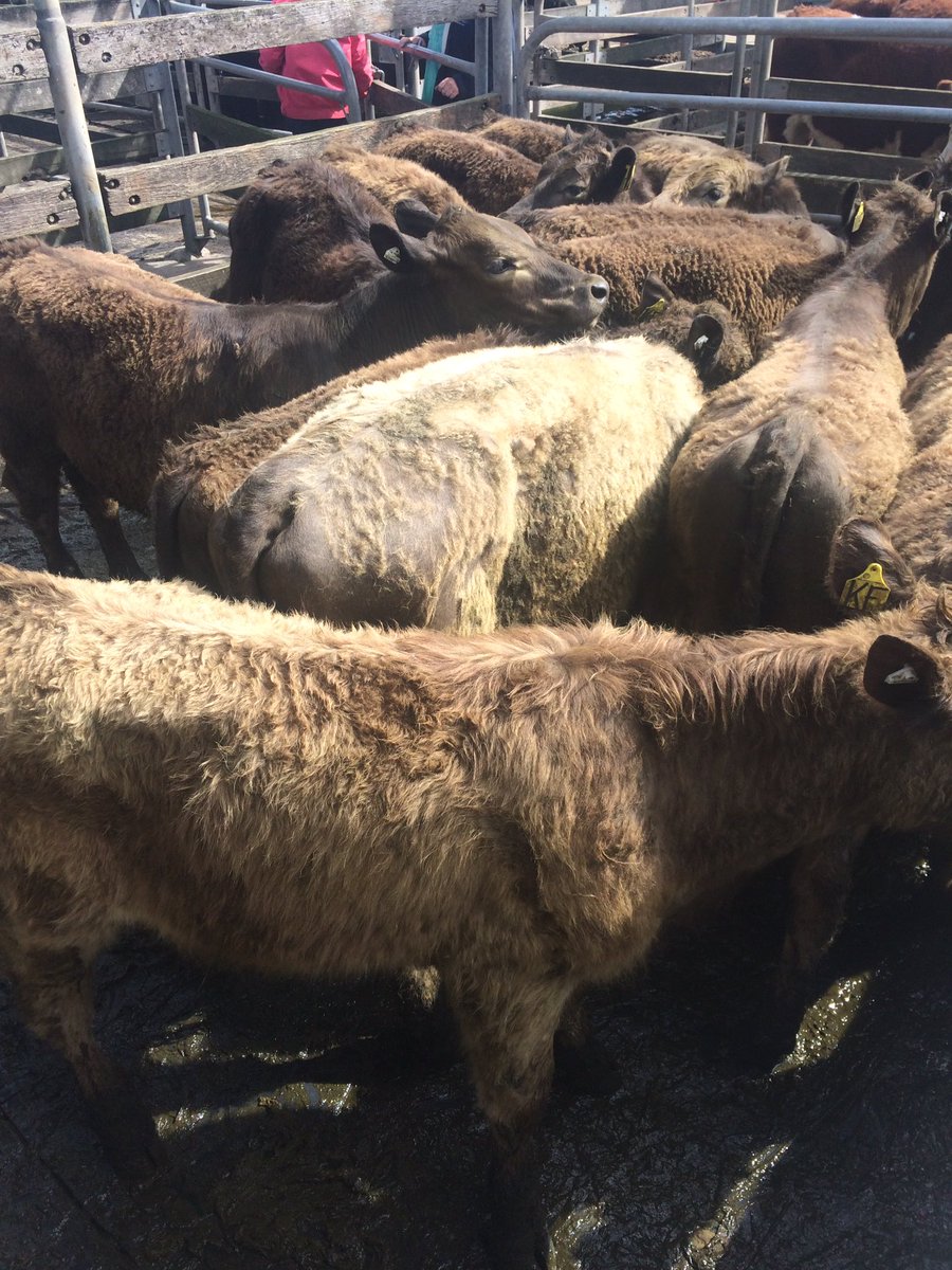 Warnbool store sale exceptionally dear Murray grey steers 279kg $1130 <a href="/stockandland/">Stock & Land</a>
