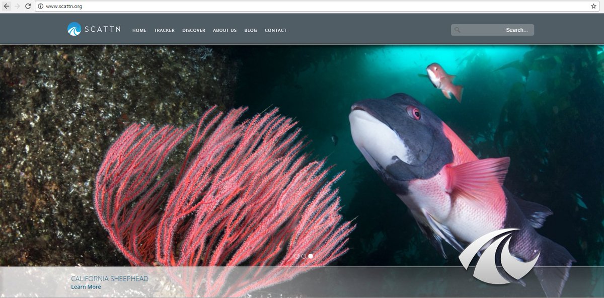 Noticias62TV's tweet image. #Investigadores #presentaron #sitioweb #permite navegar #OcéanoPacifico.  
¿Qué animal le interesa buscar a usted? scattn.org