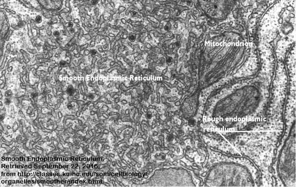 thebiotrio7's tweet photo. @murphyapbio Muscle and liver cells love us! They have lots of us for muscle movement and cleaning those poisons! #functionfollowsstructure https://t.co/mQFPsfL3vP