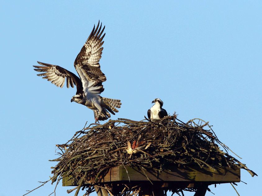 LancasterOnline's tweet photo. Nesting platform placed at Middle Creek to entice threatened ospreys away from power lines https://t.co/EreQtanwI3 https://t.co/TtNPrZLZGv