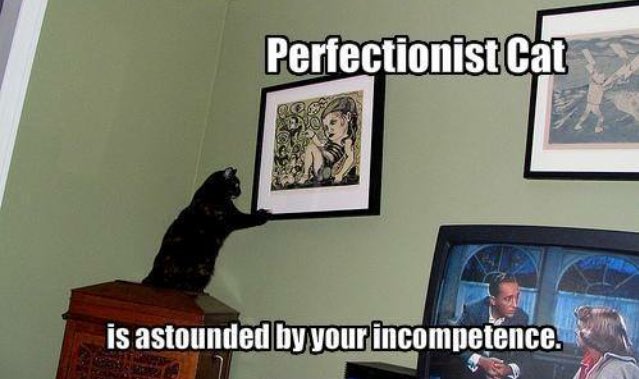 PawsMoment's tweet photo. Be perfect. Adopt a cat https://t.co/7QvrXpKXjT
