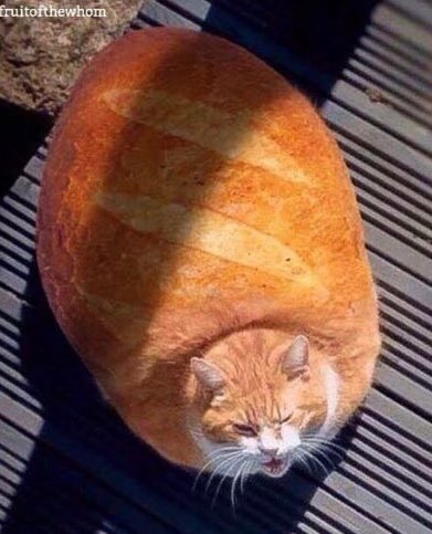 PawsMoment's tweet photo. Loafing around https://t.co/ECTiJuajM1