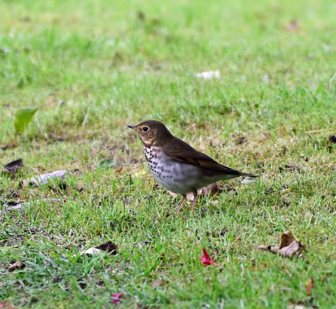 rbnUK's tweet photo. Photos by Steve Duffield of the SWAINSON’S THRUSH today on South Uist, Outer Hebrides. #rbnMEGA #rbnOUT https://t.co/iswEjc0kSF https://t.co/boc6JKOBZf
