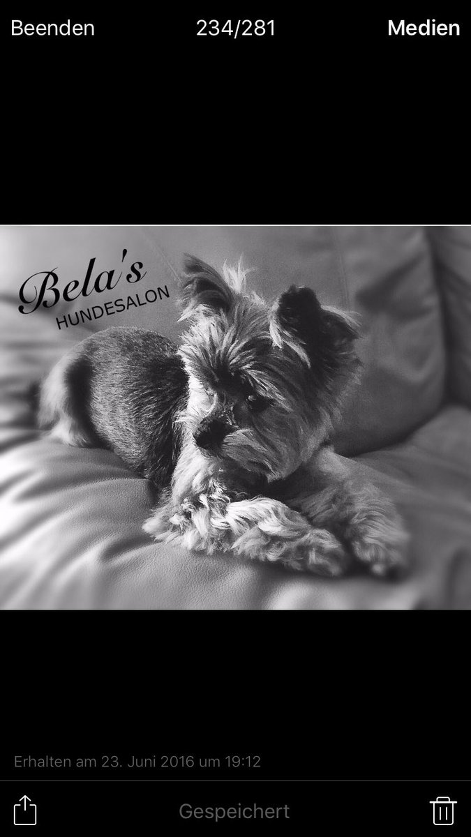 Bela's Hundesalon (@belashundesalon) on Twitter photo 