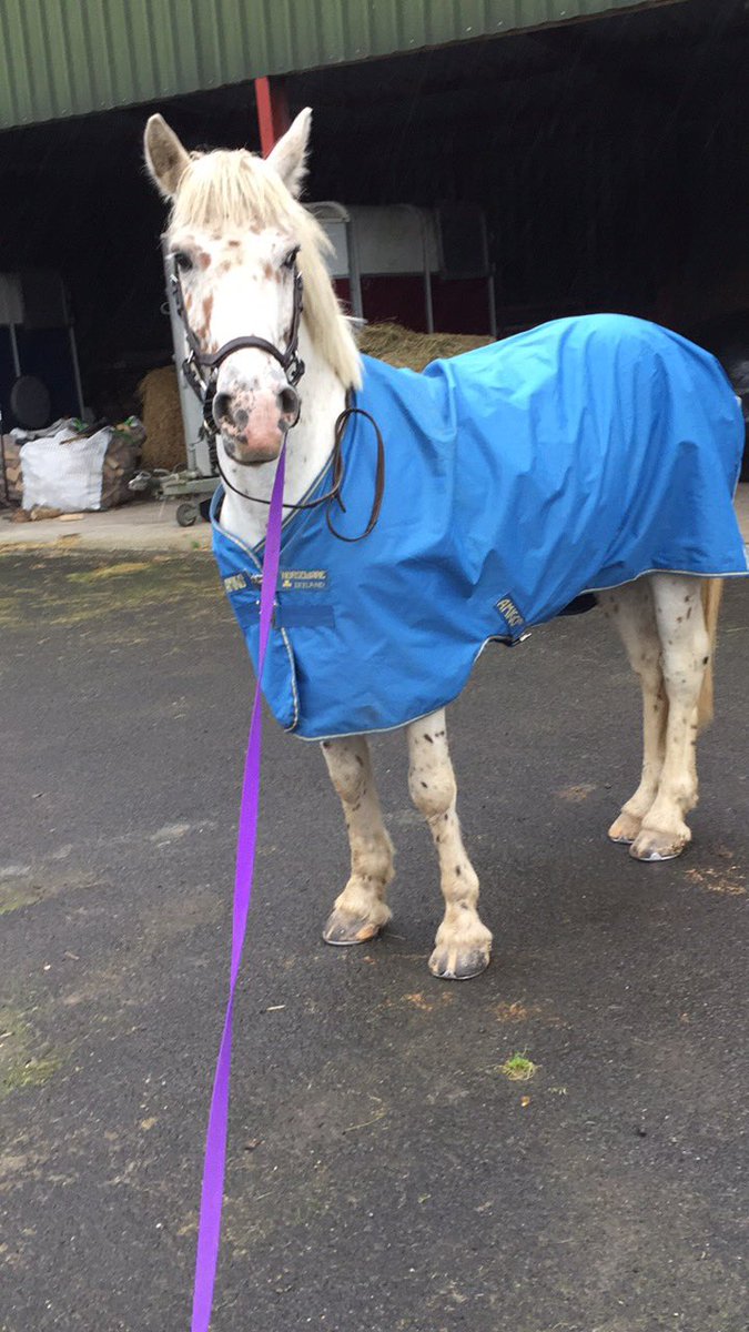 cullenamy24x's tweet photo. My gorgeous boy TROY . #amazingly #talented #Horsepower horserider #mytruepassion  #blogger #ireland 🐴🐴🐴🐴🐴🐴🐴🐴🐴❤️❤️❤️❤️❤️❤️❤️ https://t.co/qyhzbOw6uH