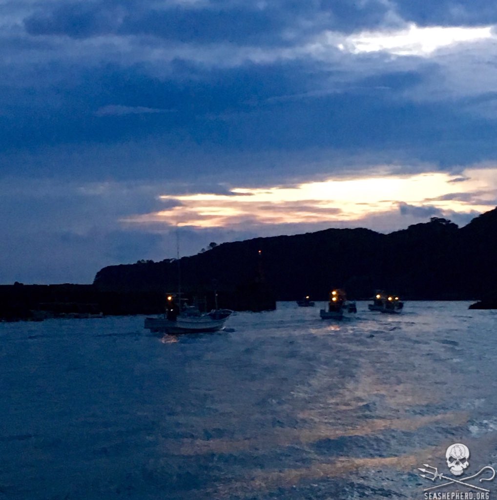 Killers are leaving the harbor to hunt Dolphins. Think Blue! #seashepherd #tweet4taiji #coveguardians #OpHenkaku