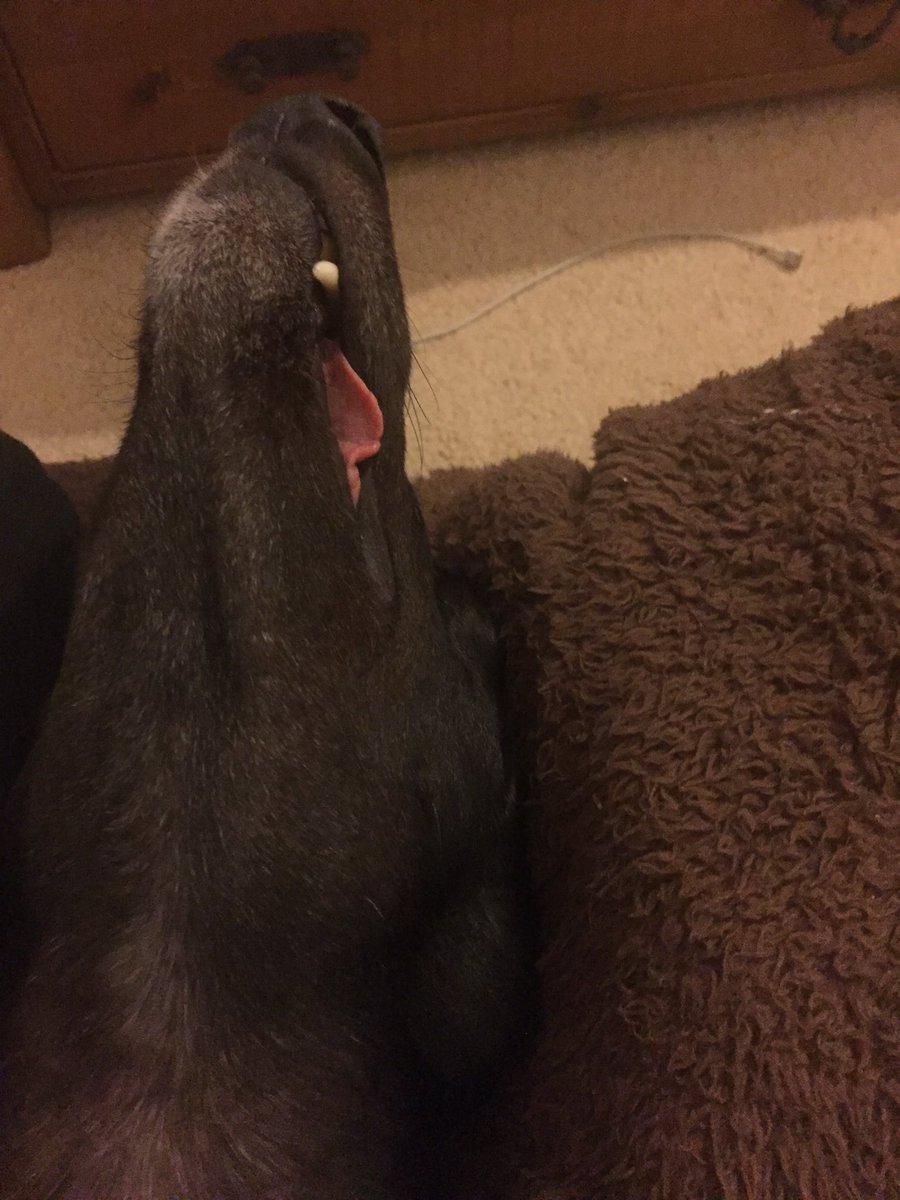 greyhoundollie's tweet photo. Zzzzzzz https://t.co/KkiO1srwSR