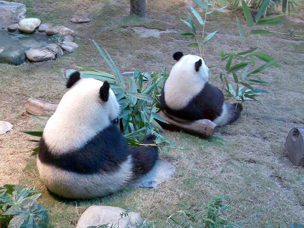 Giant panda - Wikipedia