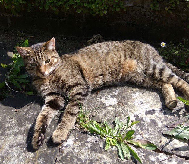 ProtectCatsLDN's tweet photo. Family pay tribute to 2yr old Mimi who was found in Coulsdon on Saturday. Her killing is being linked #UKCatKiller https://t.co/bRjE1BNvqX https://t.co/WW8TreTF5d