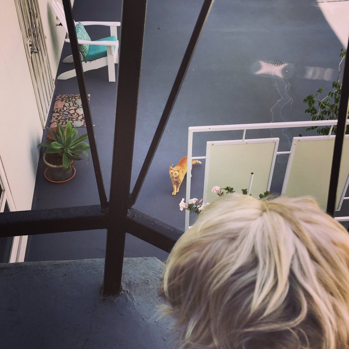 TimOLearyOnline's tweet photo. Two minutes at the new place and he found a new arch-nemesis. #dogsoftwitter #showdown #whodisbitch https://t.co/IW2NWvrCol