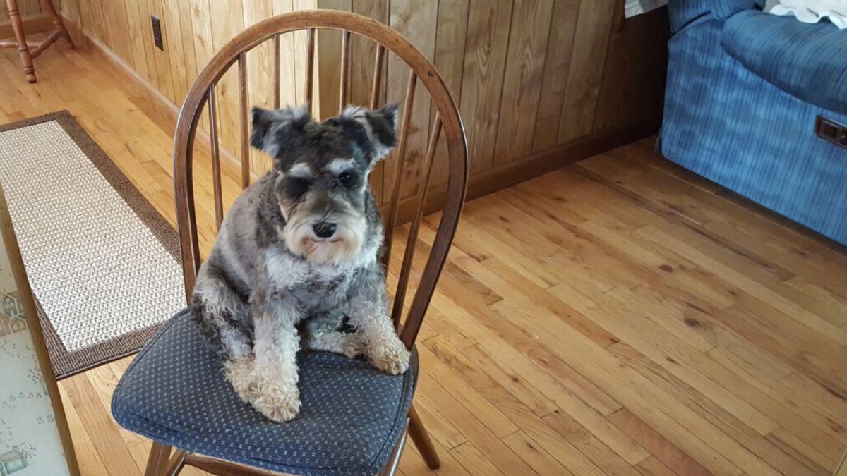 247razz's tweet photo. Tucker after a bath and dried. Clean little doggie tonight 🐶 https://t.co/0ph8mdmJry