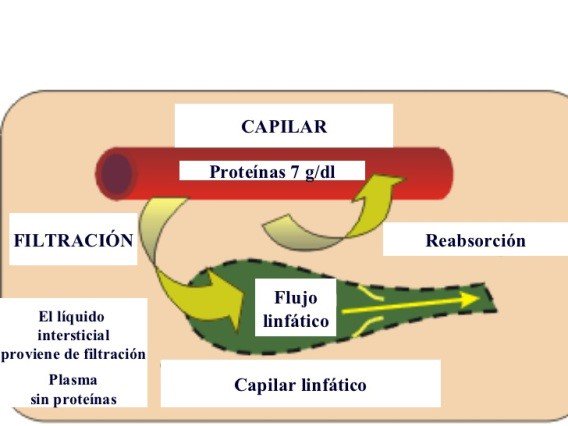 DocenciaAB's tweet photo. 1. Reabsorción en el segmento final de los capilares
2. Recogida de líquidos por parte de los vasos linfáticos #FPFarmab https://t.co/lOHAum0c2N