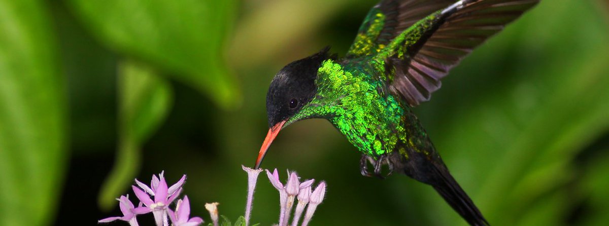 ABCbirds's tweet photo. Meet the #Streamertail, the most beautiful bird in #Jamaica. #hummingbirds #birdconservation https://t.co/XuhfWwypLc https://t.co/GDCKYKhf7n