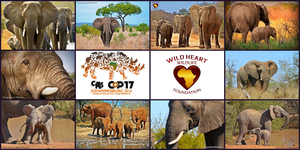 Wildlifeatheart's tweet photo. Elephants' future Questioned. Read 'The Battle over Banning the Ivory Trade'  https://t.co/0TMxwKOqQ8
#NoIvoryTrade
#EthicalConservation https://t.co/lGF7Webfpe