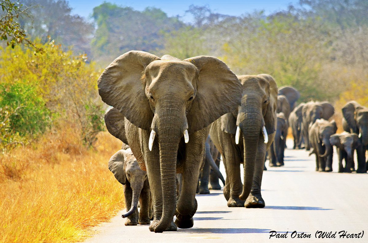 Wildlifeatheart's tweet photo. For the Love of #Elephants 🐘🐘🐘
#WHWF 
#EthicalConservation 
https://t.co/KgzibmebHx https://t.co/hdaX9ooOV7