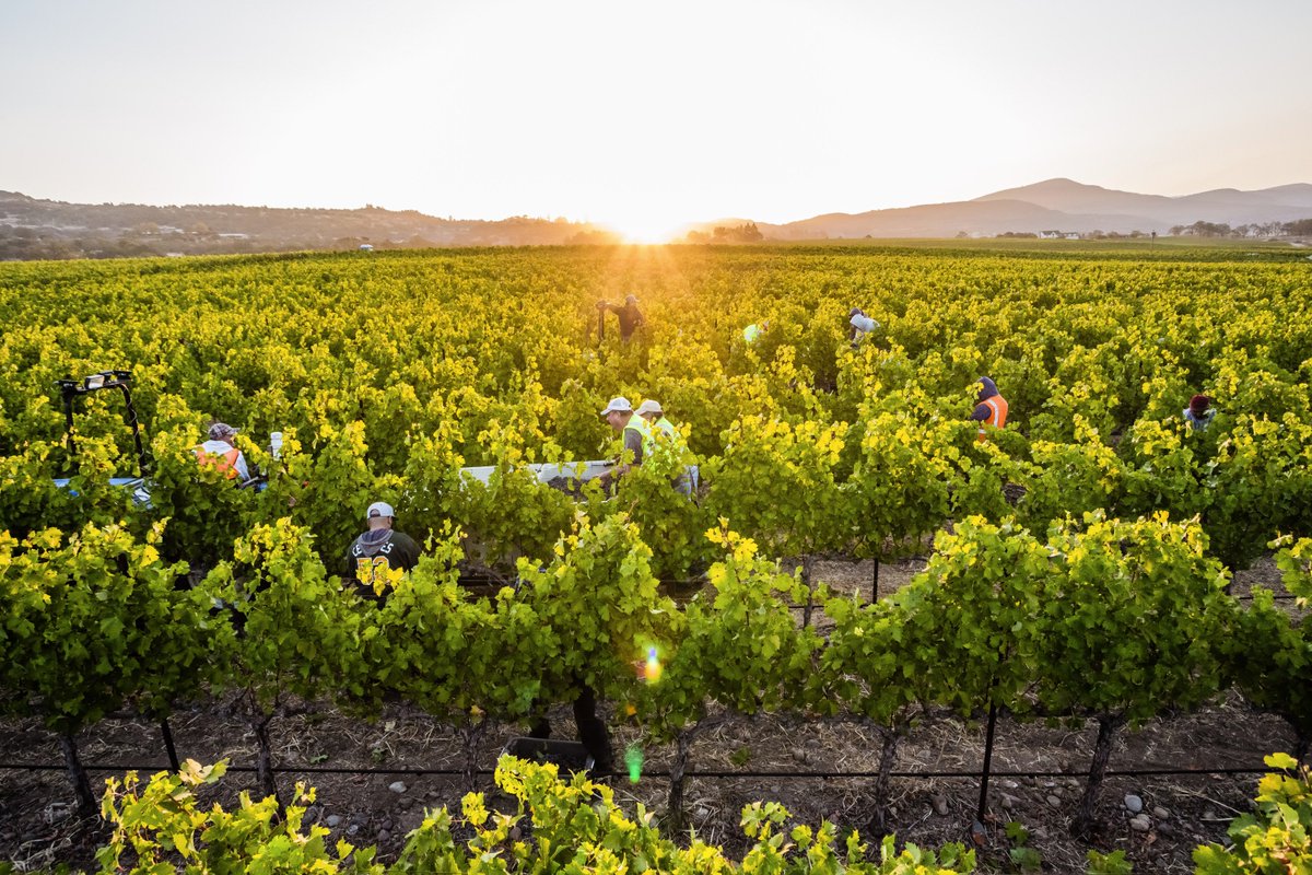 "In the vineyard we're noticing the change of the seasons" <a href="/NateCWeis/">Nate Weis</a> See our blog for the latest update on harvest: silveroak.com/blogs/harvest-…