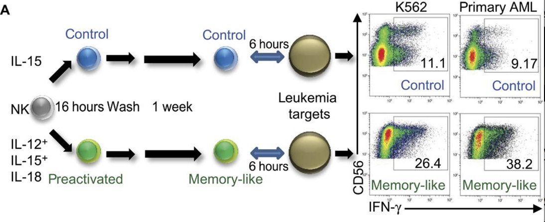mmw_lmw's tweet photo. #InnateMemory | Memory-Like #NaturalKillers against Leukemia | ToddFehniger @WUSTL @ScienceTM https://t.co/GrNATIDcOr https://t.co/JOXKrjnyVe