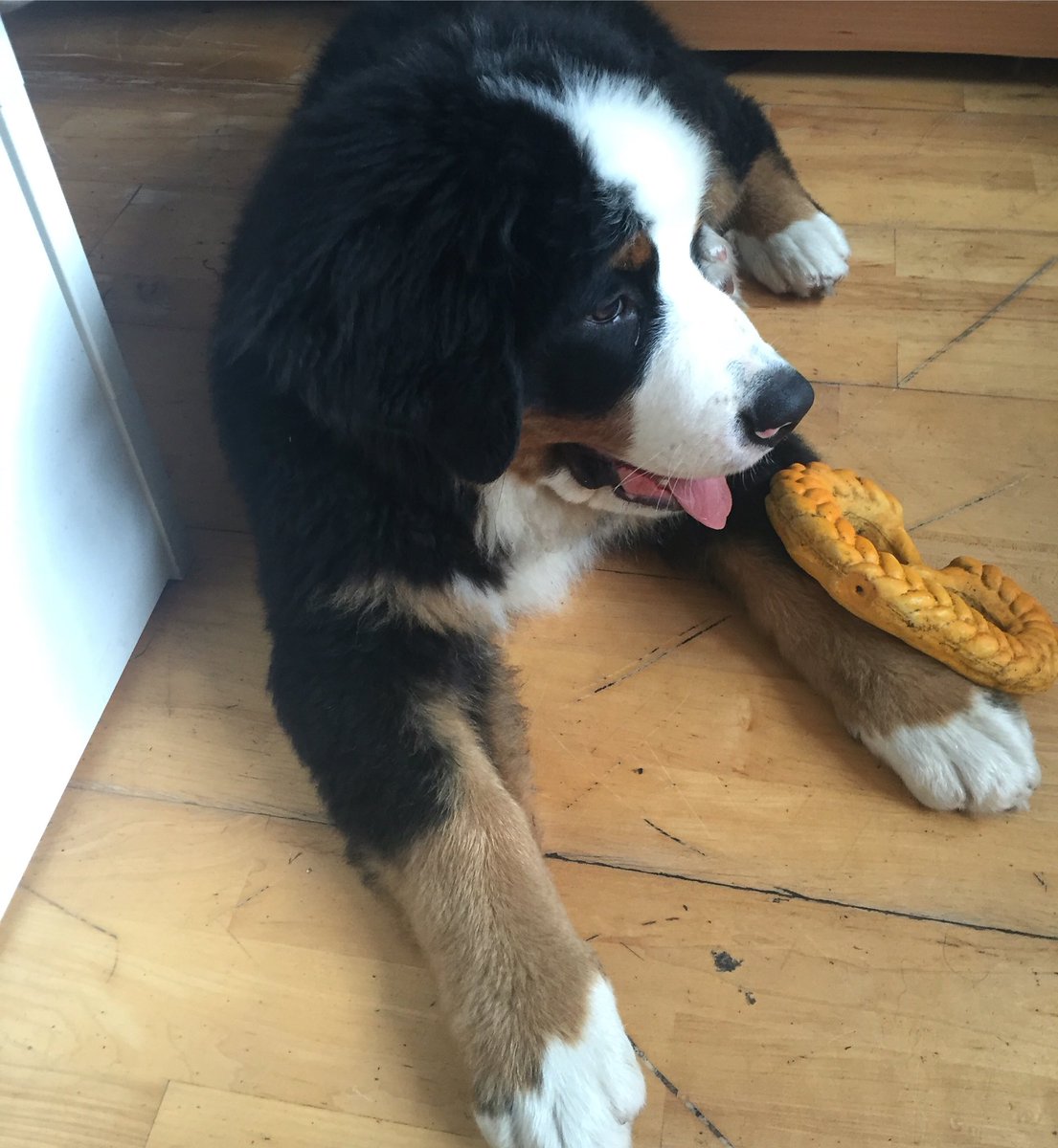 myshoesrock's tweet photo. 4 months 💕💕💕💕 #milo #berner https://t.co/DqAILmO9v7