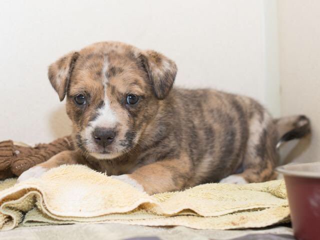 DeathRowDogs_'s tweet photo. NALA. Very tiny pupper. May melt hearts by accident. Approach with caution. Available at Harris County https://t.co/QJm4FDJaJt