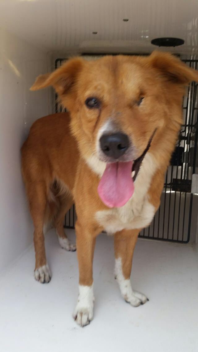 DeathRowDogs_'s tweet photo. FETTY. Appears to be constantly winking at everyone. Very promiscuous doggo. Available @ Harris County https://t.co/Wel3KKGNlf