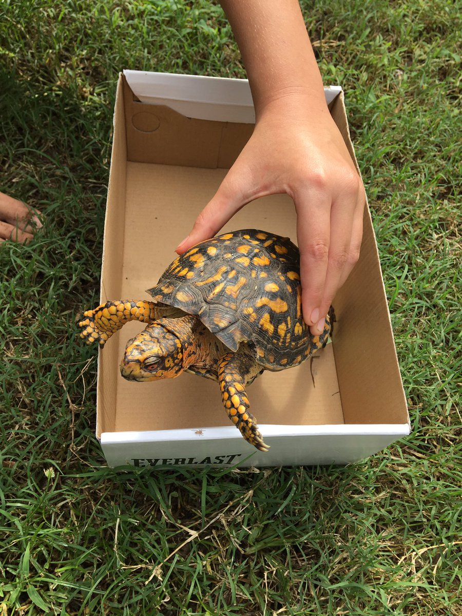 Tiffytoo2's tweet photo. #savedhim 🐢 https://t.co/IusbnUrfkn