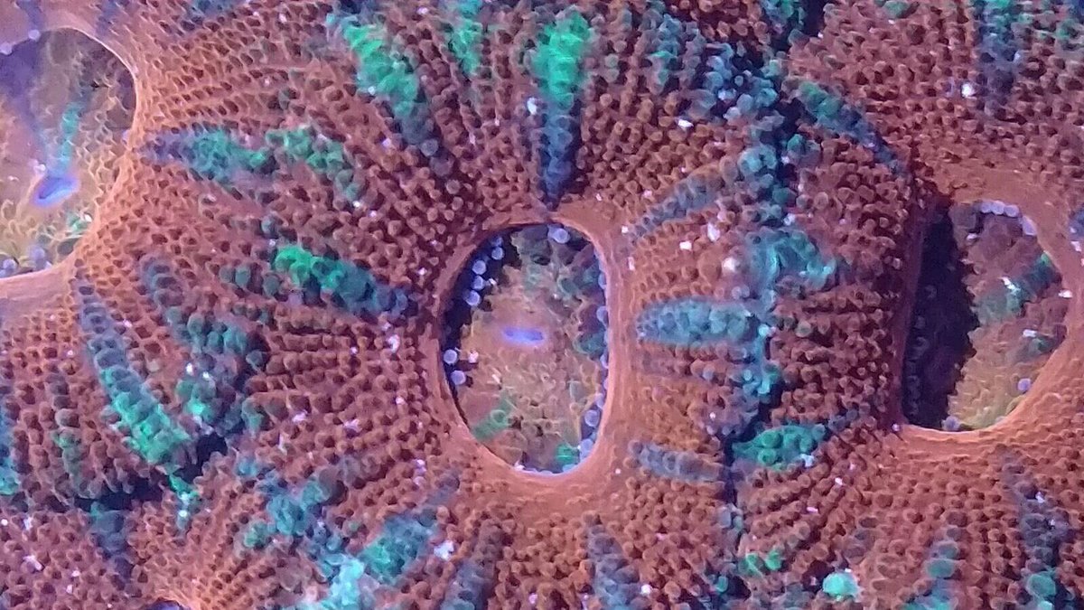 etnerreefers's tweet photo. Some close ups https://t.co/keMQYeHbeO