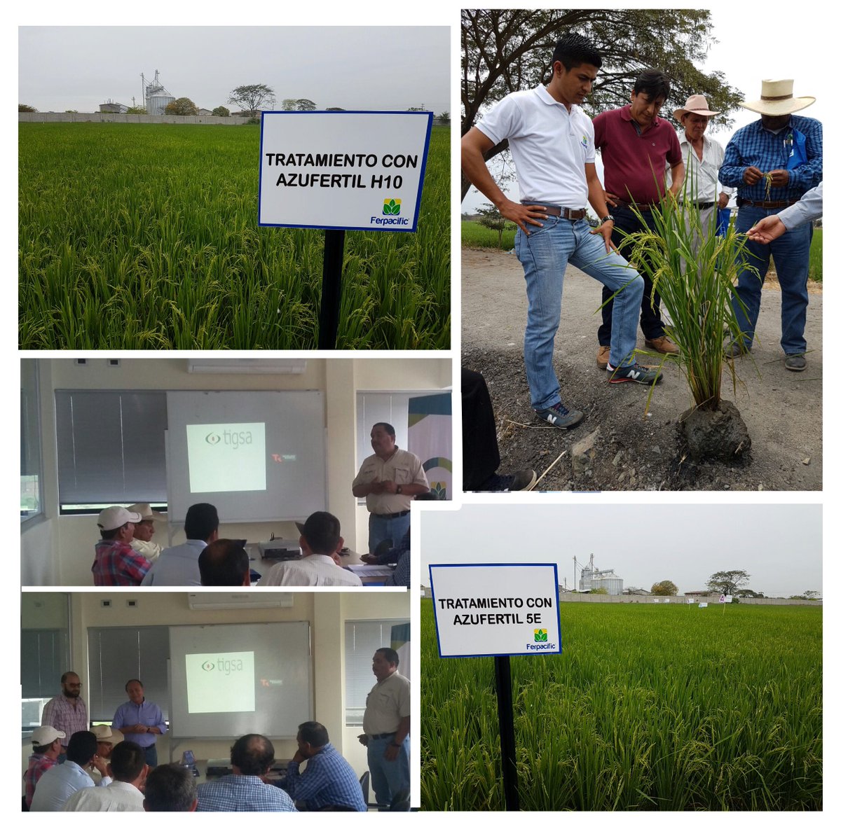 ferpacific_ec's tweet photo. Charla y visita a ensayo de cultivos de arroz con línea #azufertil @MundoTigsa https://t.co/A41kPq3Pzl