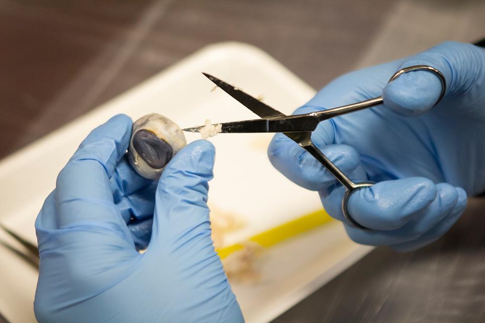 getENCORE's tweet image. Celebrating #GEARUPweek by highlighting our Anatomy Camp with @RegionOneESC GEAR UP students as they prep for their Biology EOC exam!