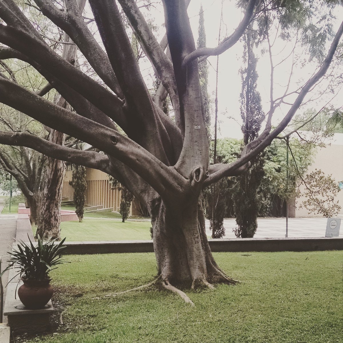 migdl's tweet photo. Gigante majestuoso dentro del #Iteso, lo conoces?? RT https://t.co/kiqjEzTF5R