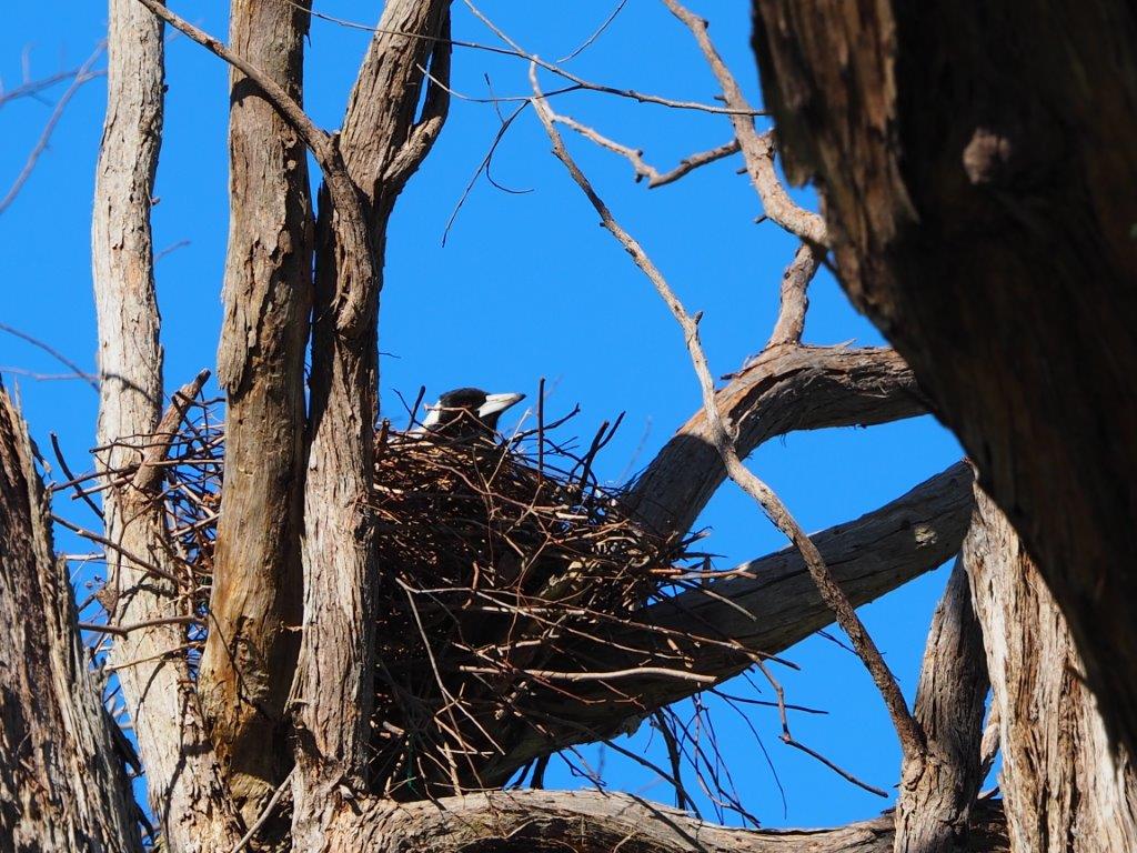 MelbourneWater's tweet image. Happy Friday from our North East regional office - another gorgeous visitor! #Melbourne #SpringinMelbourne