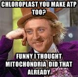 Senator_Vacuole's tweet photo. We don't need two organelles that have the same function.@murphyapbio https://t.co/Hqk63RdEOW
