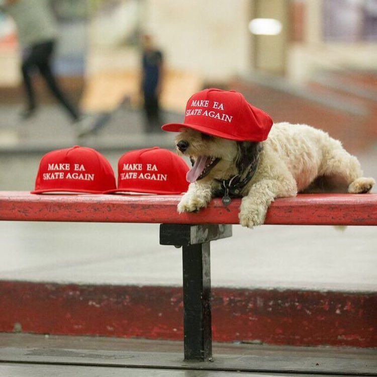 jcoreywhite's tweet photo. when a puppy wears a hat... #MAKEeaSKATEAGAIN @berrics 🐶🎩 https://t.co/xaodweZhMO https://t.co/zKiW6l4o6Y