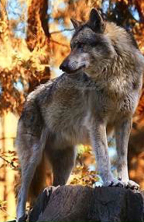 evelyn_m_k's tweet photo. Good Night Pack @mikakiwanini @Nokomaq @DianeRedelinghu @mireille238 @nkDarkDrgmailc1 @artemissamsara4 @GichiGumee #IStand4Wolves #NoDAPL ππ» https://t.co/It0hkhtGrY