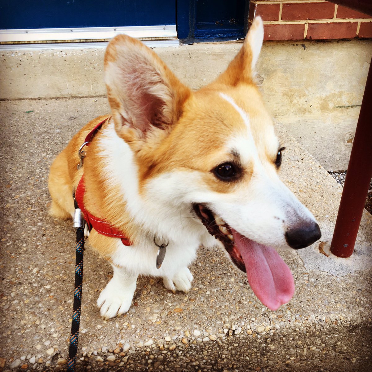 CorgiTrouble's tweet image. Exploring the neighborhood.