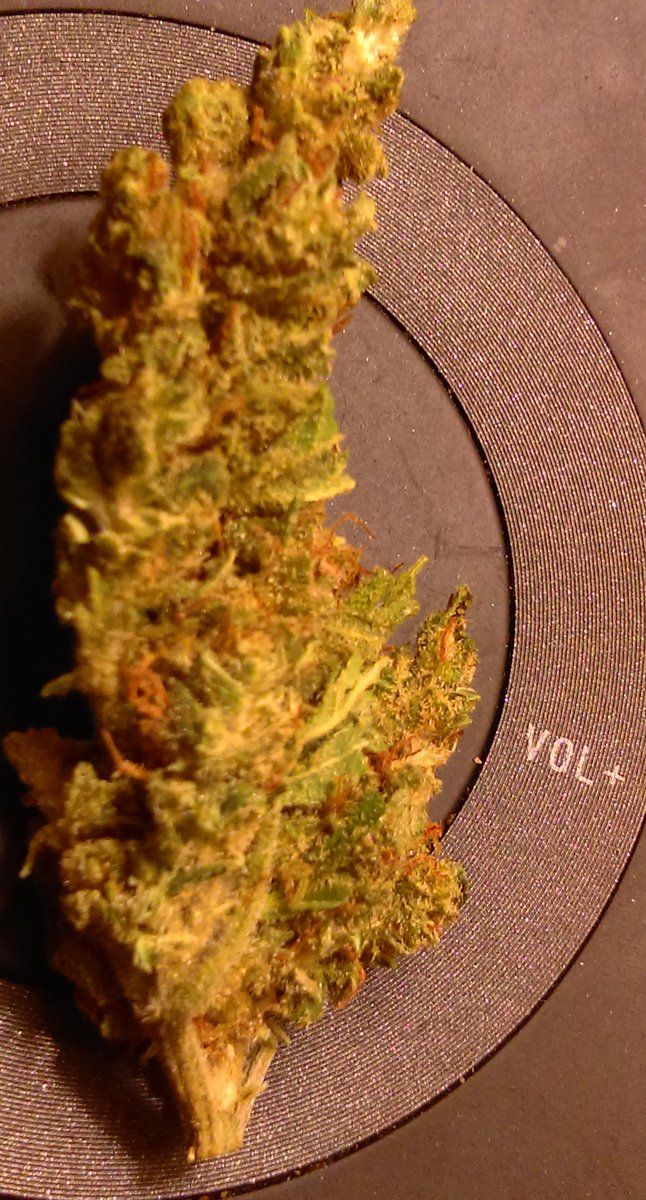 shelovesdirt's tweet photo. funky little nug is loud 
#pineapplediesel https://t.co/8ZCgfPjSnM