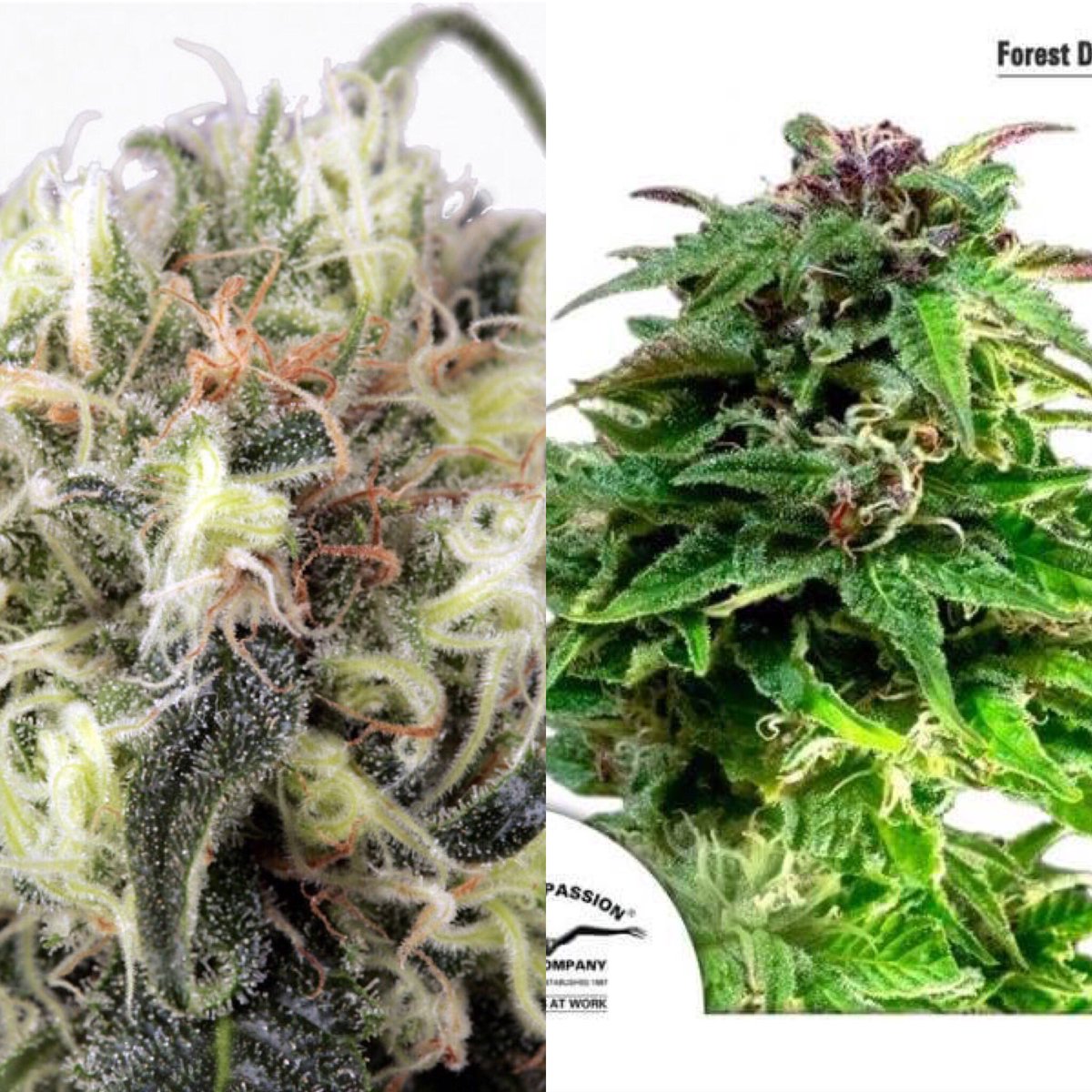 sooregonseeds's tweet photo. NEW INVENTORY!! Snow Bud & Forest a Dream by Dutch Passion! #dutchpassion #soseeds #snowbud #forestdream https://t.co/fCJtCoMJbx